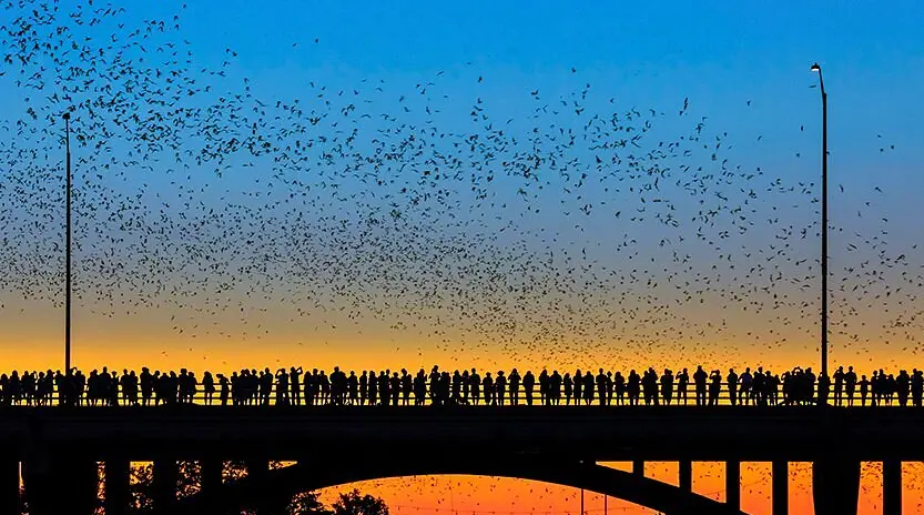 Congress Avenue Bridge Bat Watching