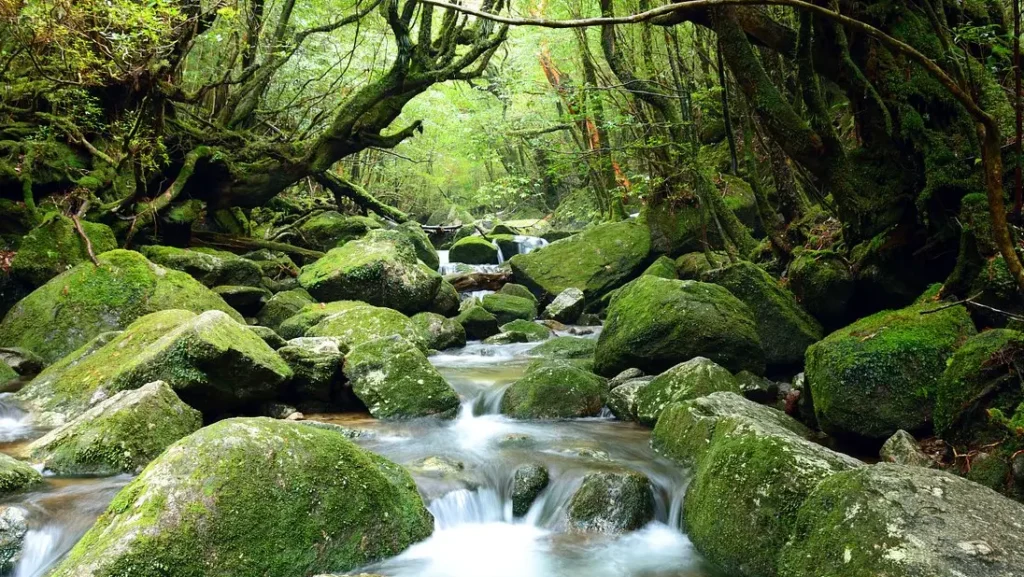 Yakushima-cho