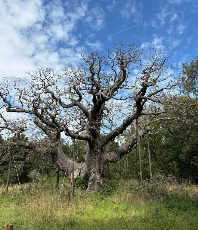 Sherwood Forest