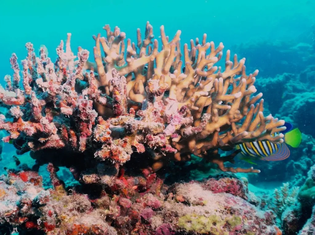Great Barrier Reef
