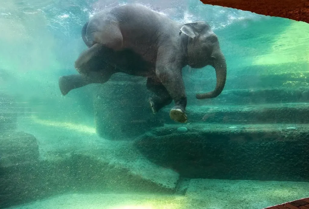 An elephant swimming at Zoo Zürich