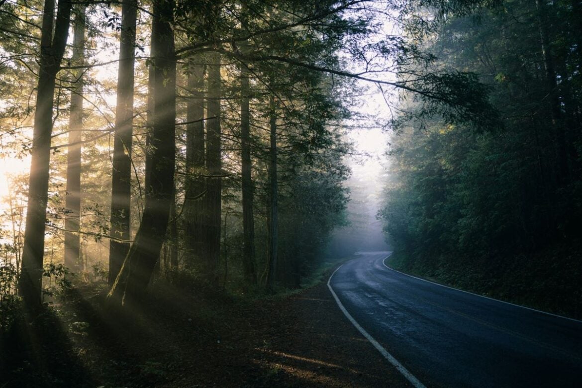 Redwood National Park