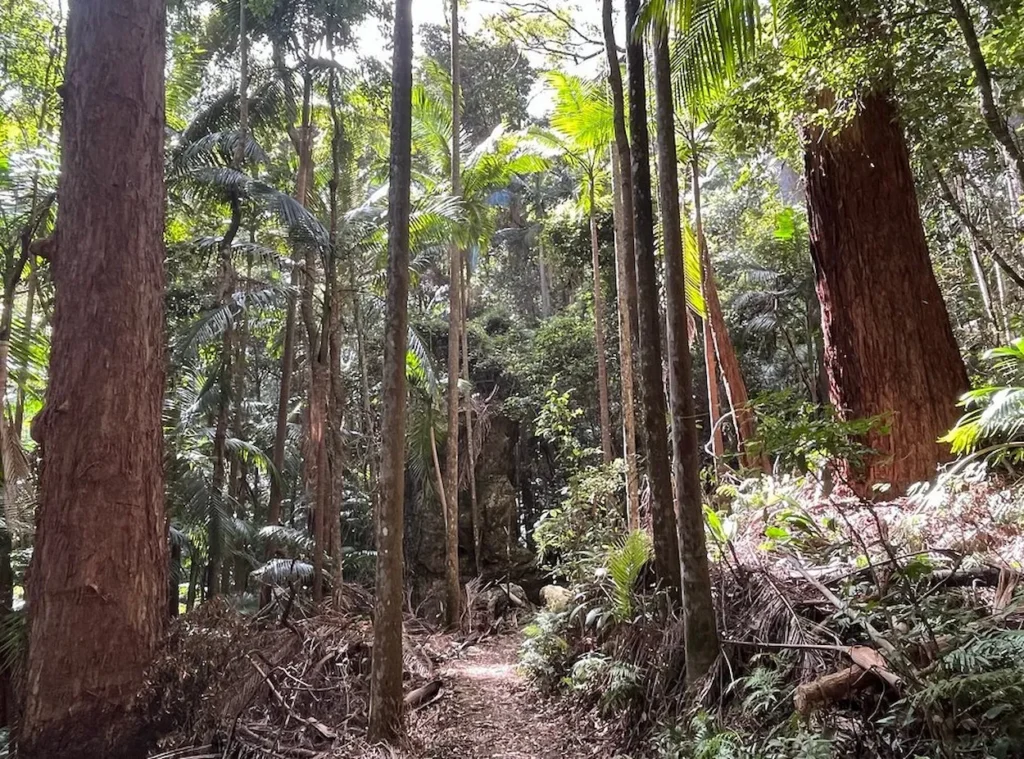 Lamington National Park
