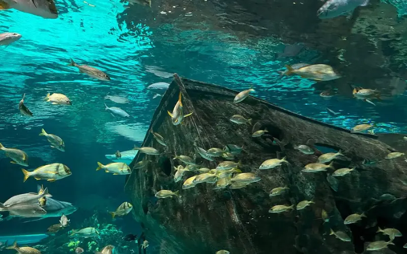 Ripley’s Aquarium shows colorful fish swimming around a sunken ship display.