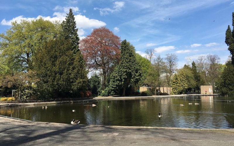 A pond with ducks surrounded by trees at a park in Birmingham.