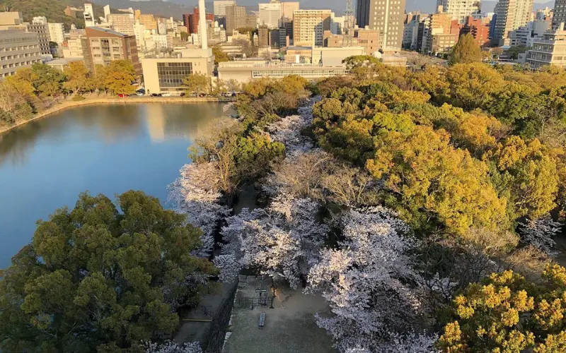 Cherry blossoms and trees by a large pond in Hiroshima city.