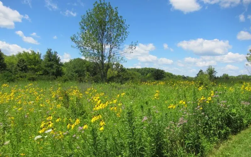 Wildflower field with tall green grasses under a blue sky in Waunakee.