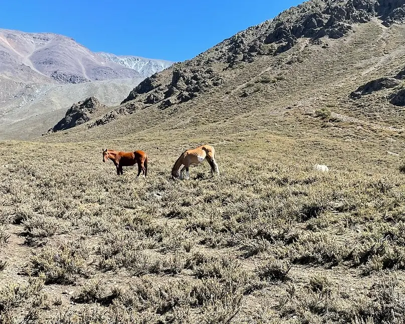 Horseback Riding in the Andes