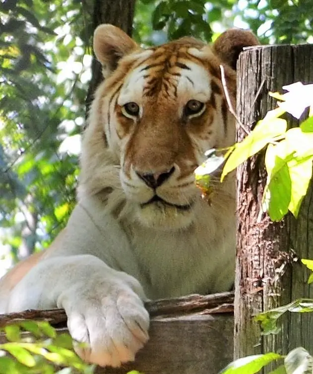 Exotic Feline Rescue Center