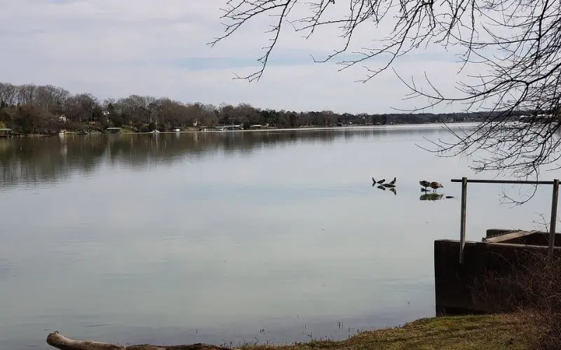 Calm lake view with ducks swimming in Hendersonville.