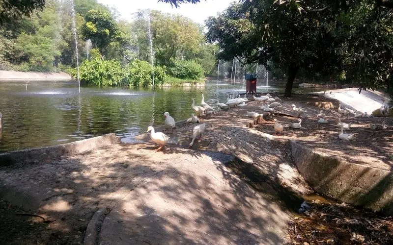 Surat with ducks gathered by a calm pond with fountains and greenery.