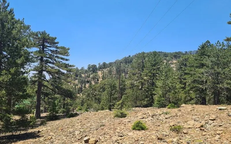 Pine-covered slopes of the Troodos Mountains under a bright sky.