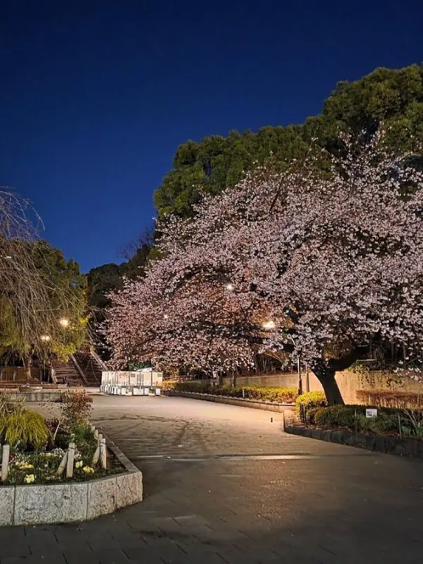 Cherry blossoms in full bloom at Ueno Park at night.