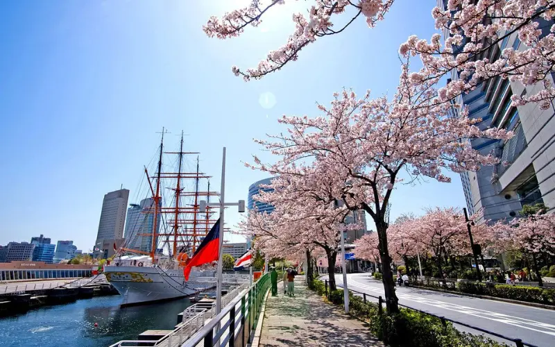 Cherry blossoms line a waterfront path near a docked ship in Yokohama.