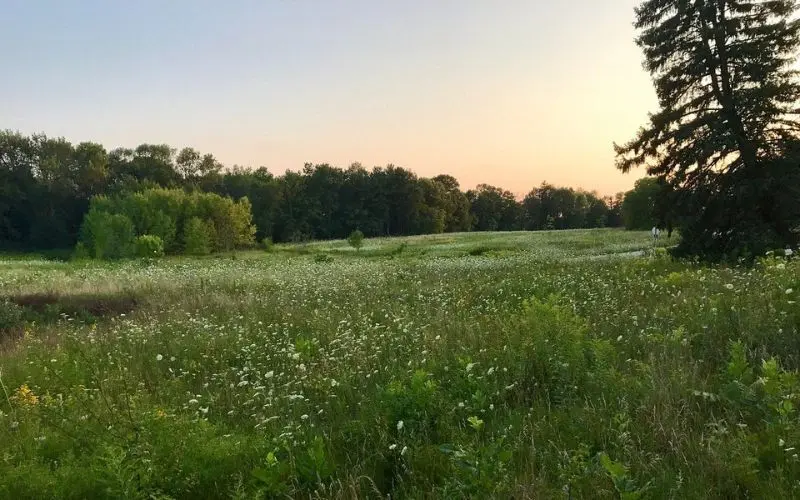 Open meadow with wildflowers at sunset in Mequon.