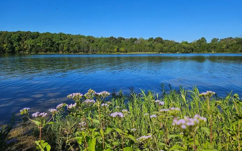 Calm lake surrounded by greenery in Mount Juliet.