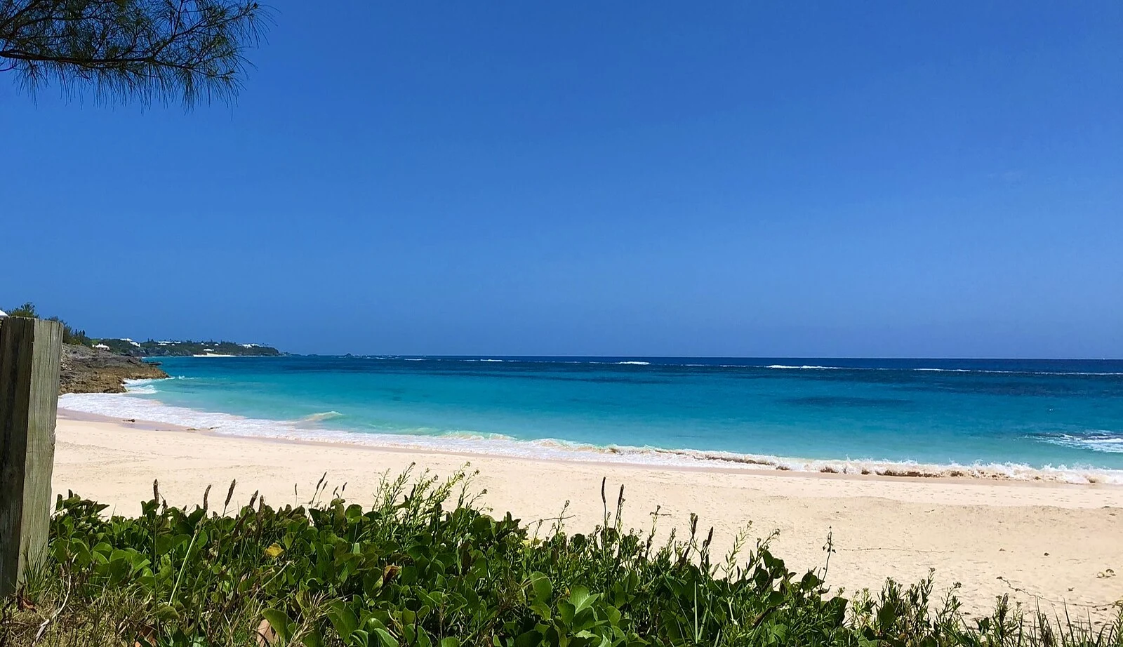 Pristine turquoise waters and white sand beach in Bermuda with lush green vegetation in foreground and clear blue sky