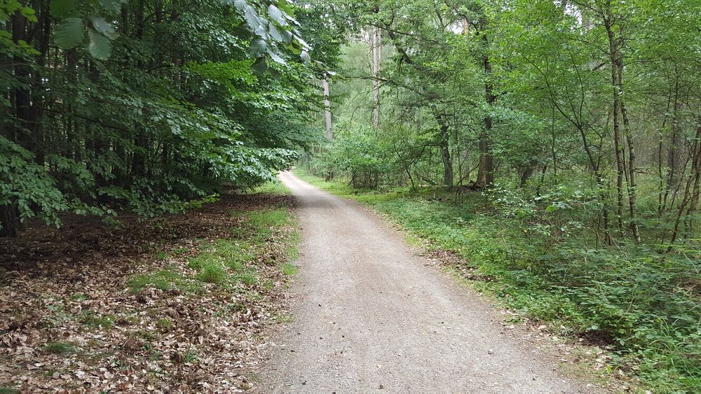 Forest trail in Müritz National Park surrounded by lush green trees.