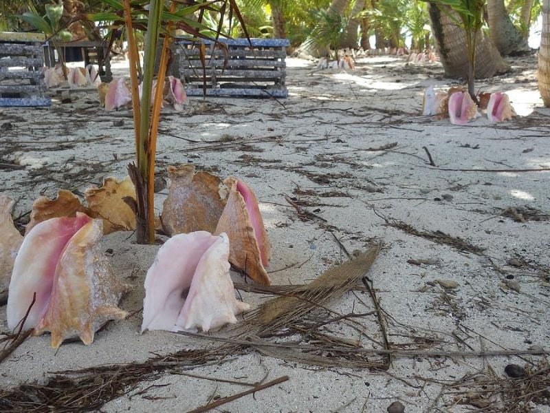 Despite its size, Pumpkin Caye exudes a delightful charm that captivates visitors.