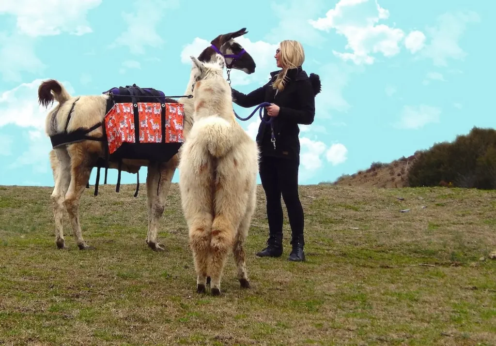 Llama bonding in Greeneville