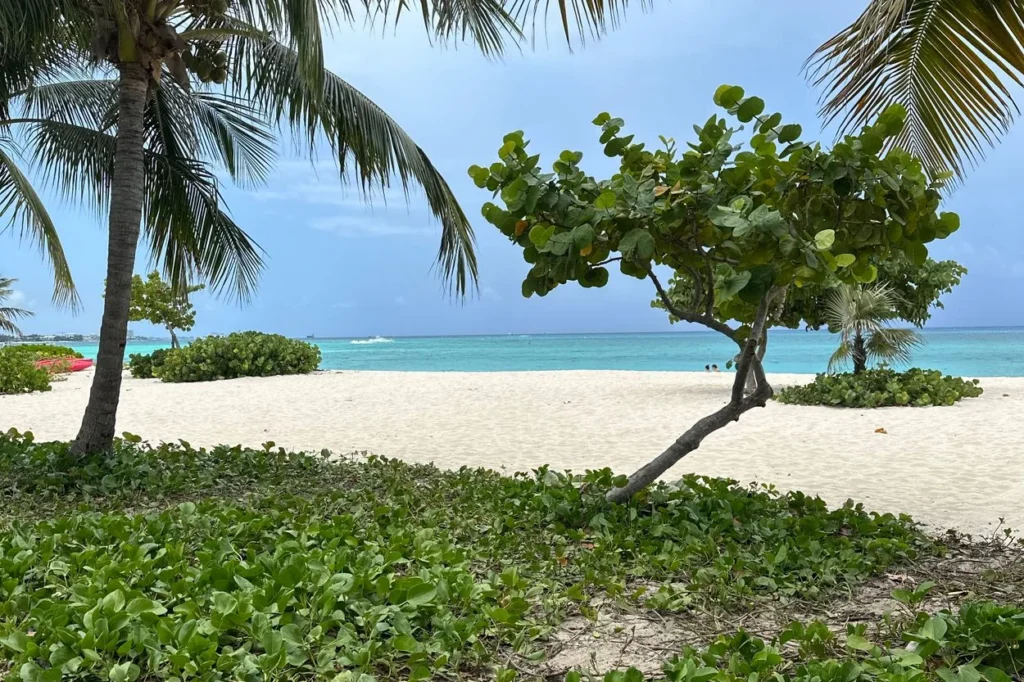 White sand beach with tropical green shrubs and palm trees looking toward blue ocean water