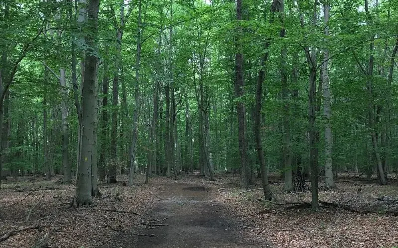 Forest trail lined with tall green trees at Plainsboro Preserve.