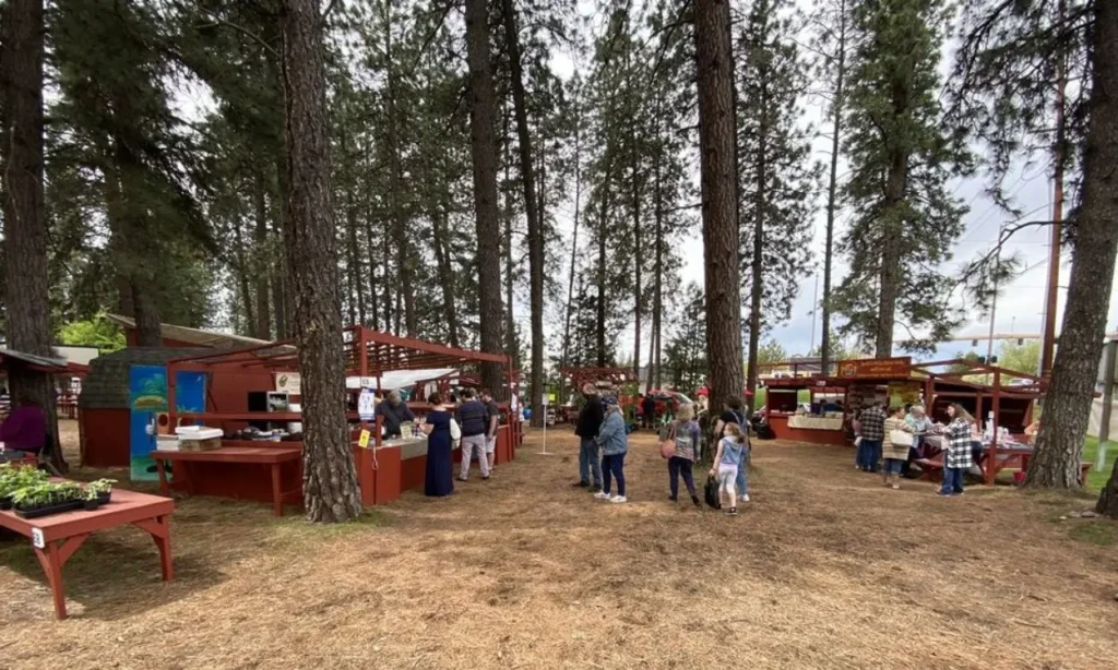 People browse vendor booths surrounded by tall pine trees at the Kootenai County Farmers’ Market.