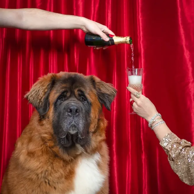 Puppy Yoga at Dog Tales Rescue and Sanctuary