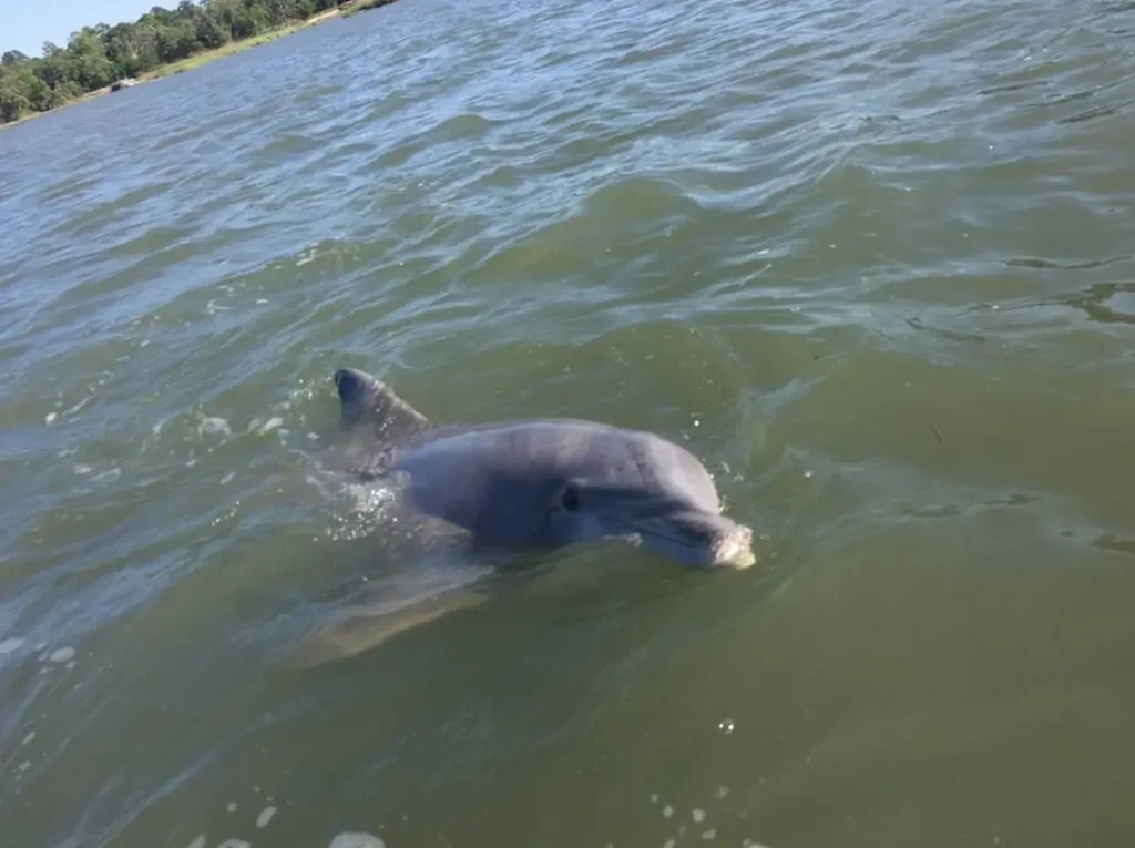Cruise for Dolphins and Sunset