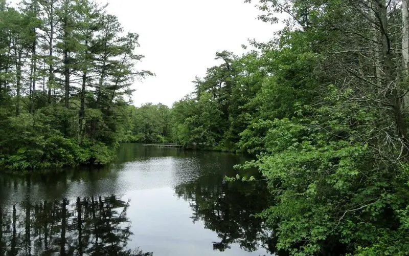A calm lake surrounded by tall green trees in Medford.