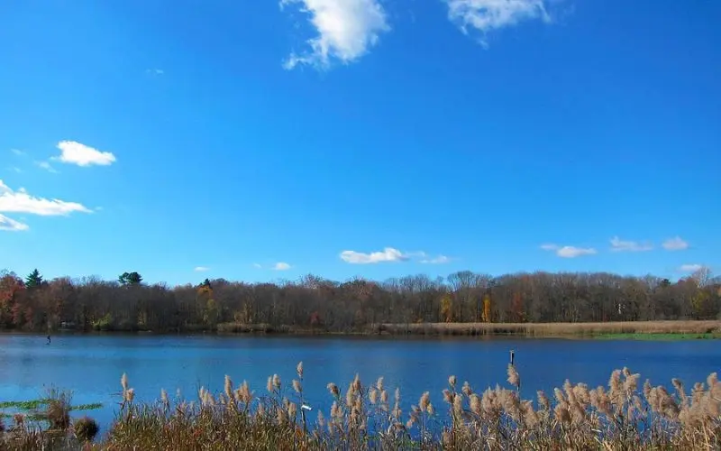 Blue sky over a lake with tall grasses at Celery Farm Nature Preserve.