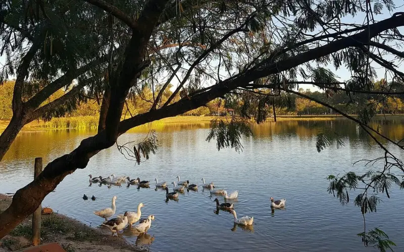Paraguay shows a lake with ducks and geese swimming near trees.