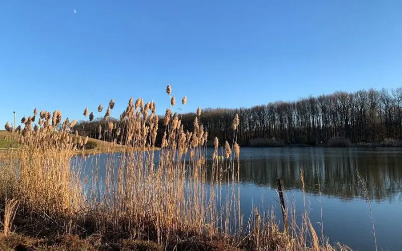 Tall grasses by the lake at Laurel Acres Park with trees in the background.
