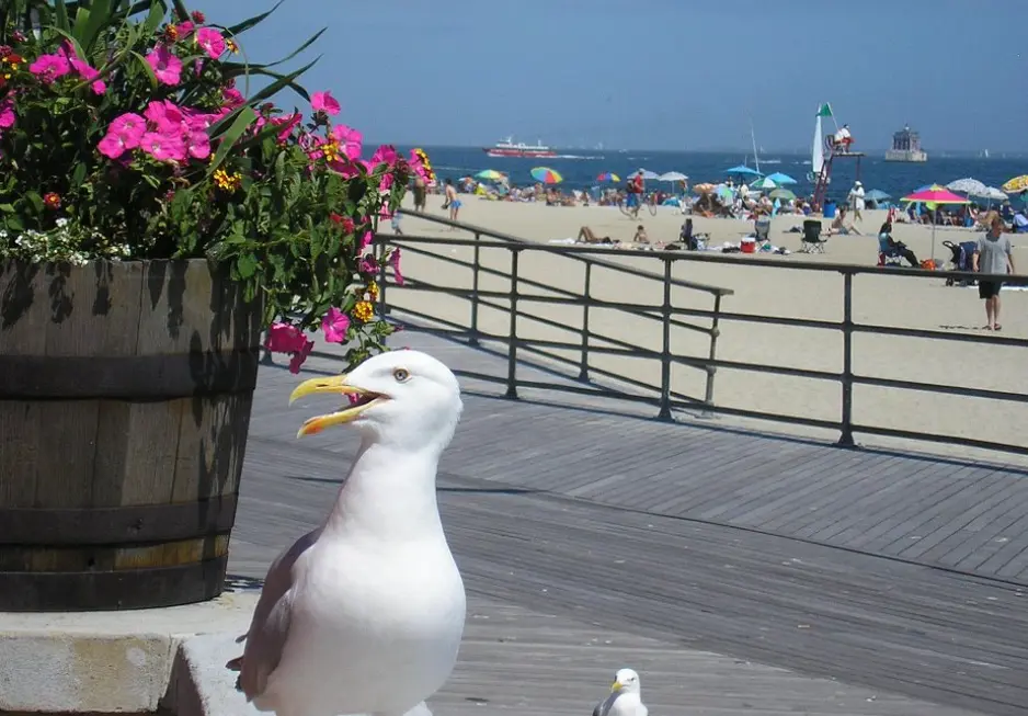 Ocean Beach Park