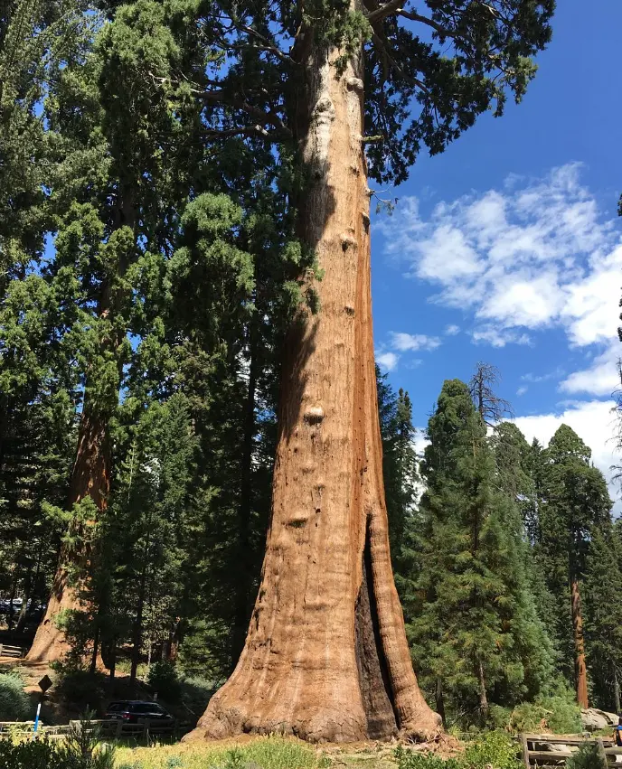Sequoia National Park