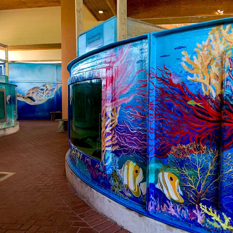 Witness a heartwarming evening at Sea Turtle, Inc., where nightly spectacles include the rare sight of sea turtle hatchlings.