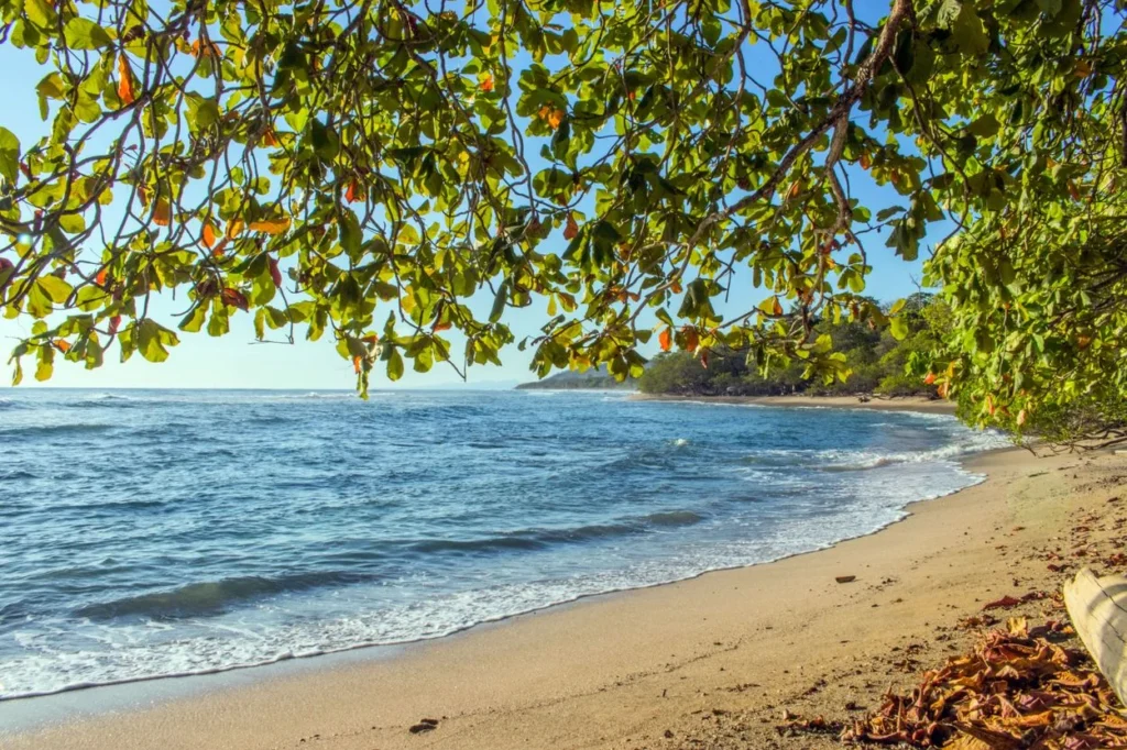 Sunny tropical beach framed by green almond tree leaves hanging over the shoreline