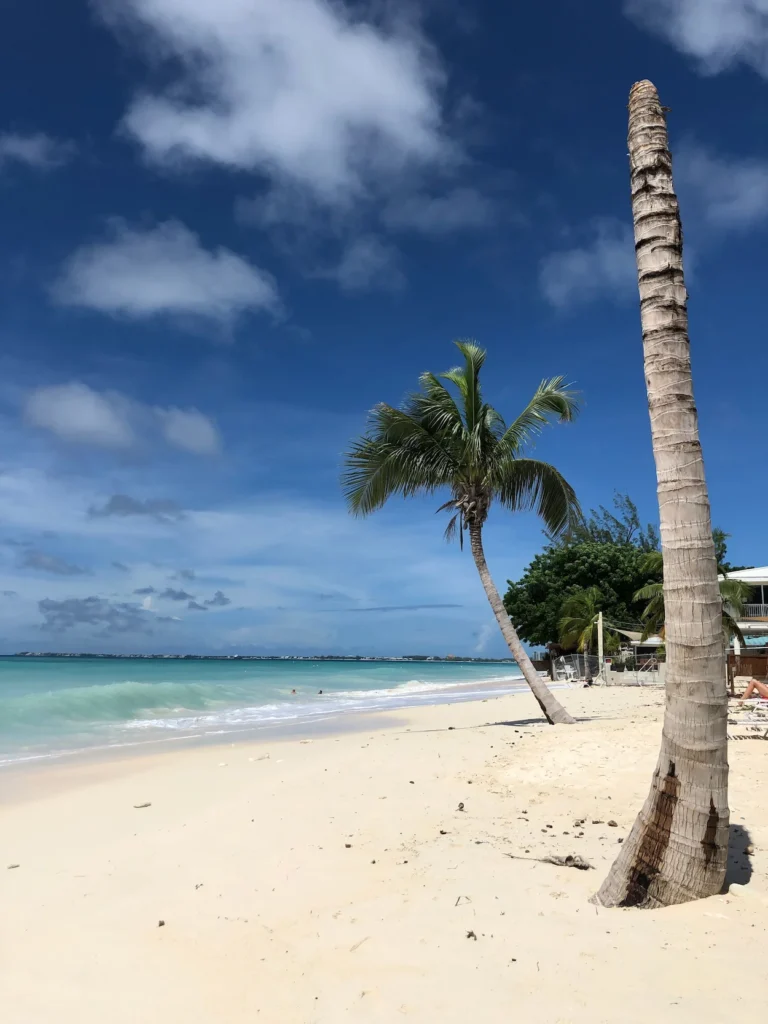 A white sand beach with turquoise ocean water, a palm tree, and a bare tree trunk