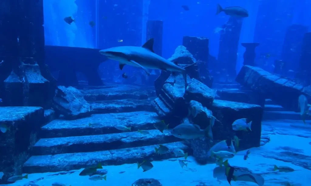 Sharks and fish swimming around ancient ruins inside The Lost Chambers aquarium.