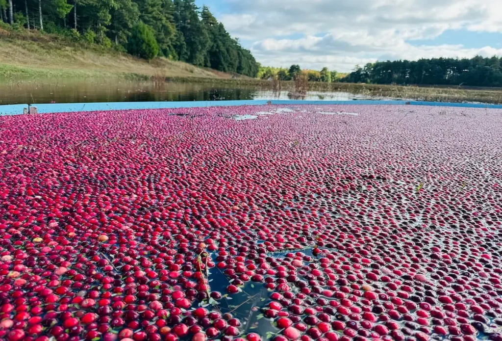 Cranberry bog harvesting