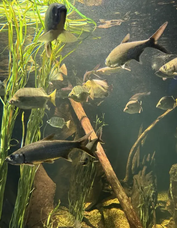 SEA LIFE Sydney Aquarium