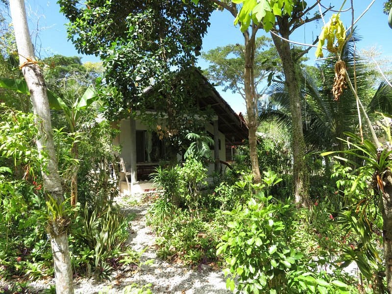 Hambilica Ecolodge cottage surrounded by lush tropical greenery and trees with a small stone pathway leading to the entrance.