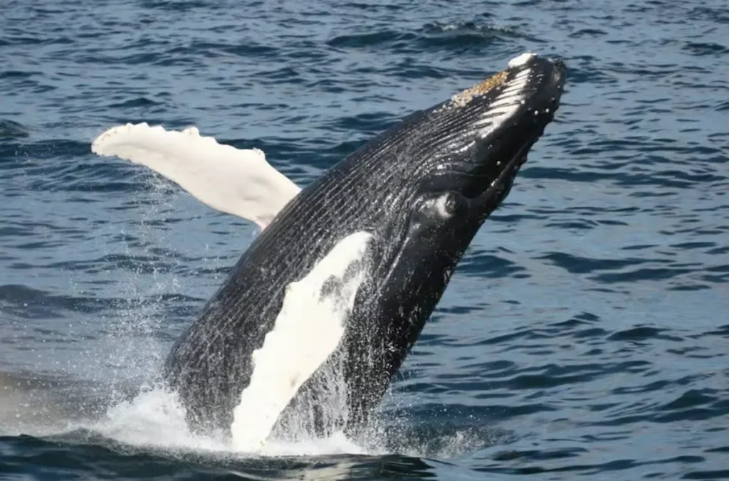 Whale Watching Cruise