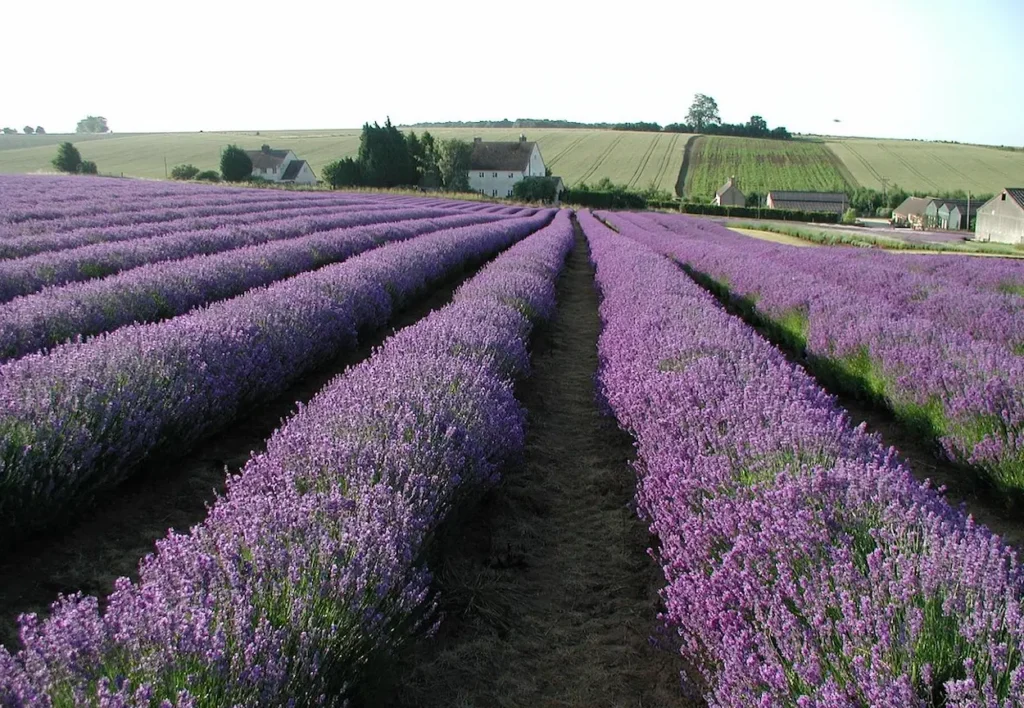 Vibrant purple lavender