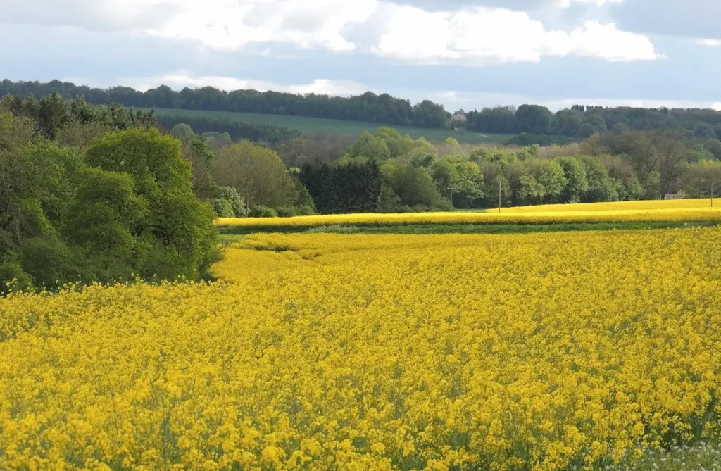 A blooming yellow rapeseed field