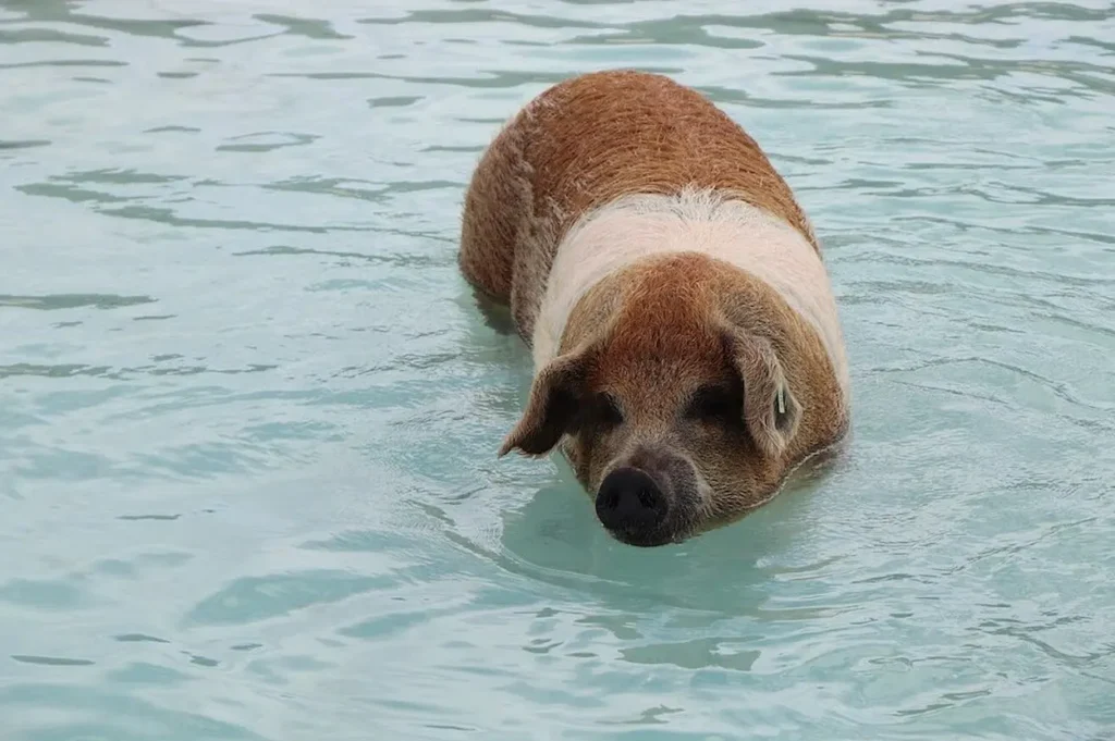 Swimming pigs of Big Major Cay