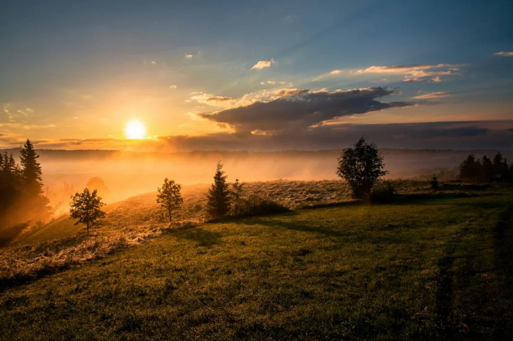 Sun rising over a misty green field lined with pine trees