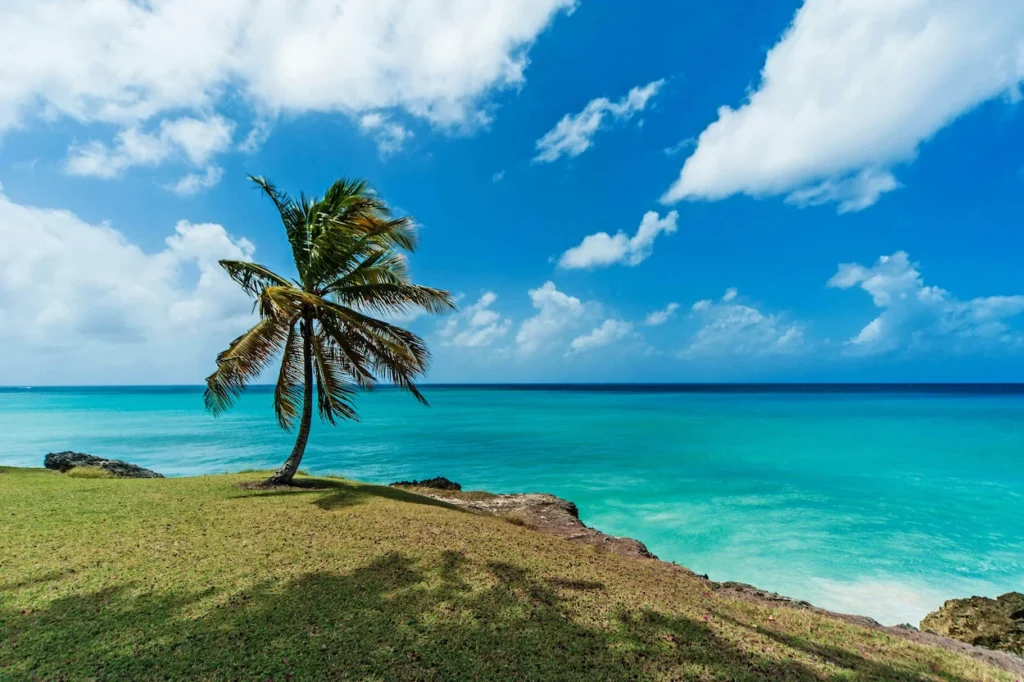 A single palm tree on a grassy cliff overlooking the turquoise Caribbean Sea in Ocho Rios, Jamaica