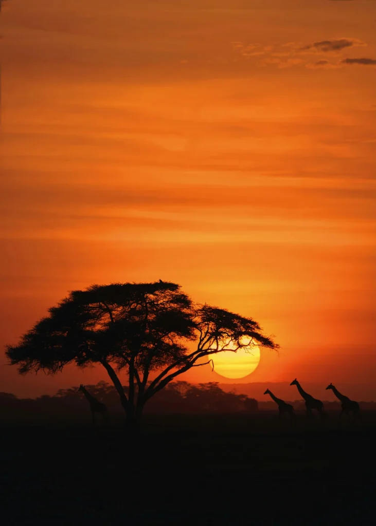 Silhouette of giraffes and an acacia tree against a large setting sun in an orange sky