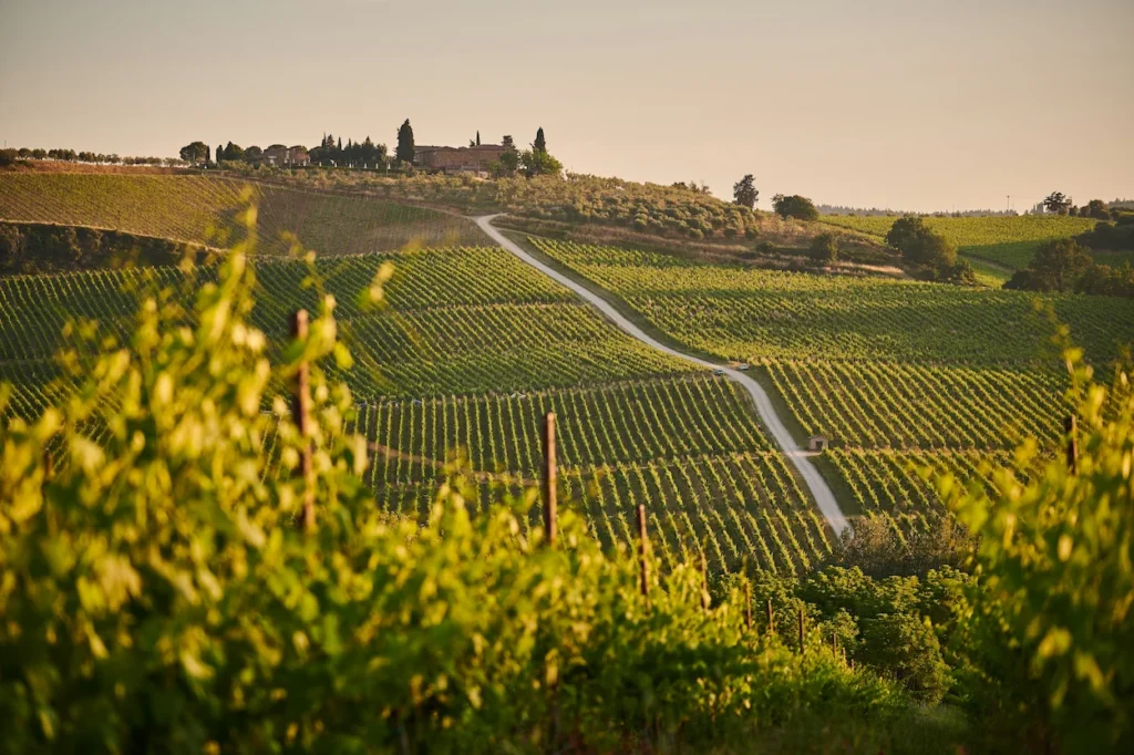 Sunlit green vineyard rows stretching across rolling hills toward a distant stone estate in Tuscany